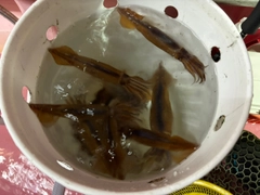 ムギイカの釣果