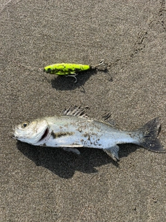 セイゴ（ヒラスズキ）の釣果