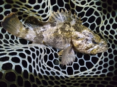 タケノコメバルの釣果