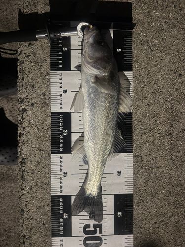 スズキの釣果