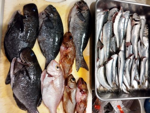 クロの釣果
