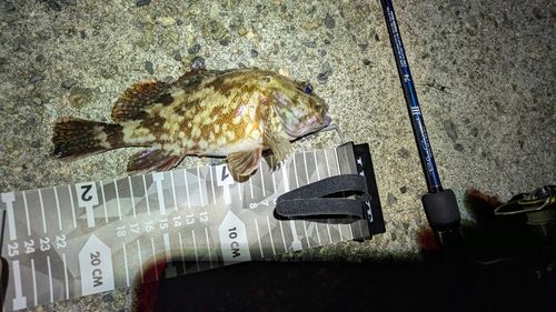 カサゴの釣果