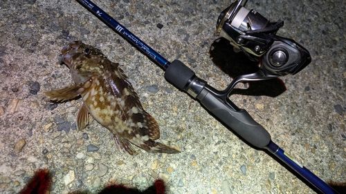 カサゴの釣果