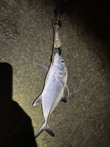 ギンガメアジの釣果