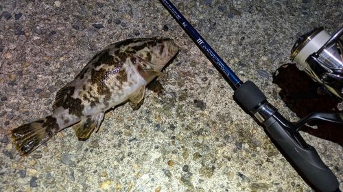 タケノコメバルの釣果