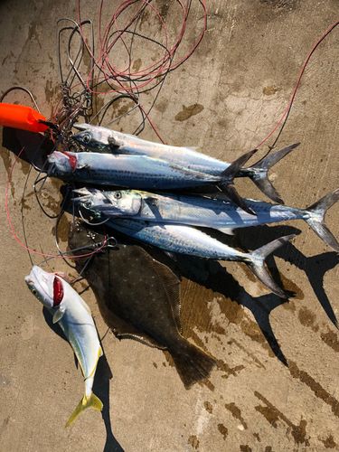 ヒラメの釣果