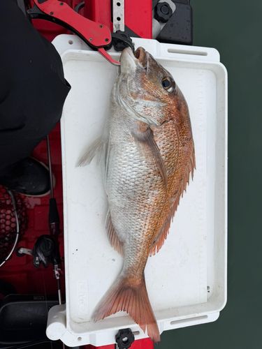 タイの釣果