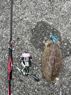 コウイカの釣果
