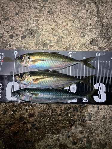 アジの釣果
