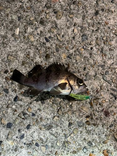 メバルの釣果