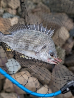 キビレの釣果