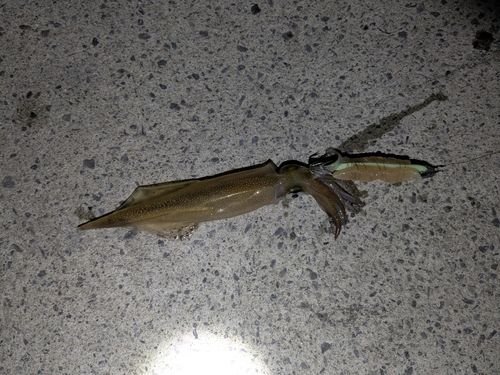 ヤリイカの釣果