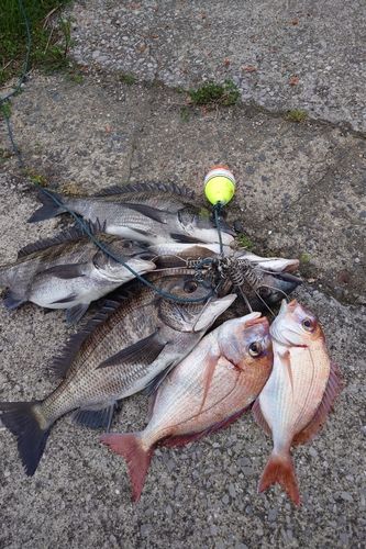 マダイの釣果