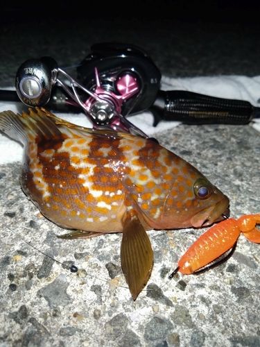 アコウの釣果