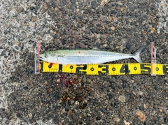 サゴシの釣果