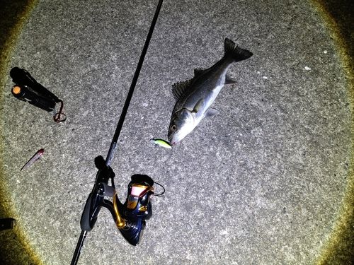 セイゴ（マルスズキ）の釣果