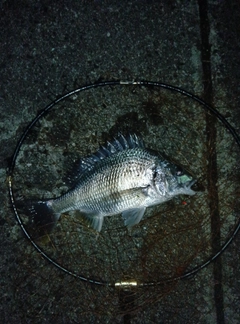 キビレの釣果