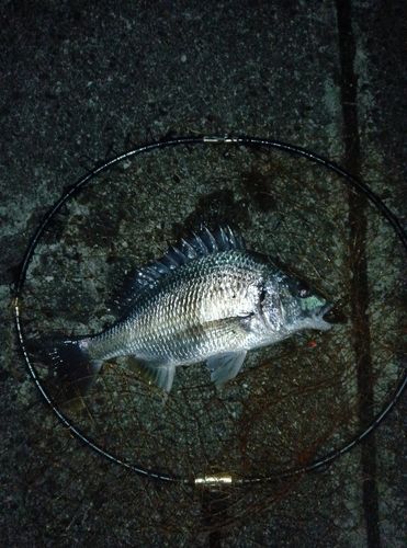 キビレの釣果