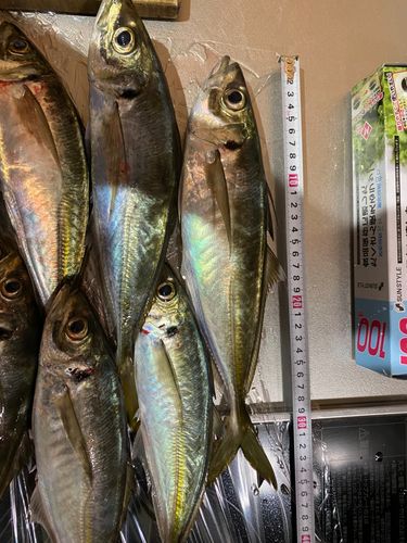アジの釣果