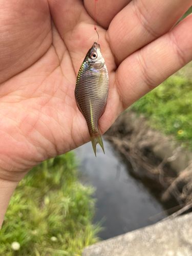 タイリクバラタナゴの釣果
