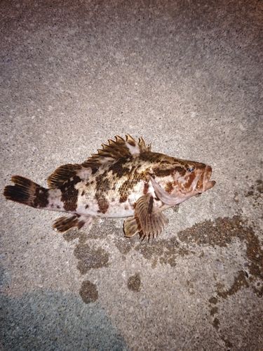 タケノコメバルの釣果
