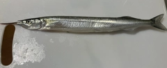 サヨリの釣果