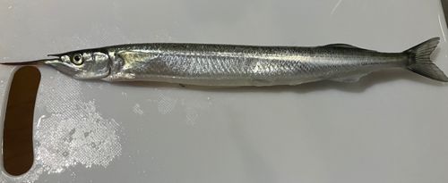 サヨリの釣果
