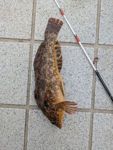クジメの釣果