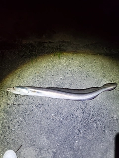 ハモの釣果