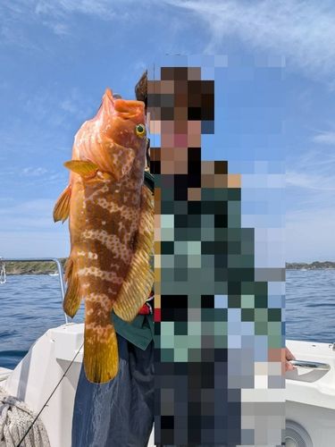 キジハタの釣果