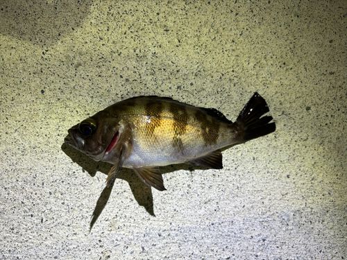 メバルの釣果