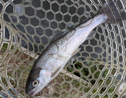 ニジマスの釣果