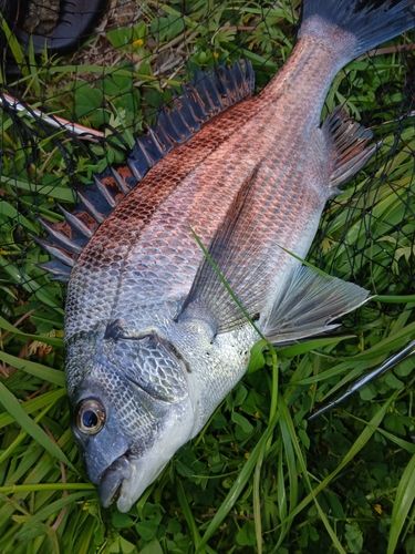チヌの釣果