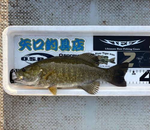 スモールマウスバスの釣果