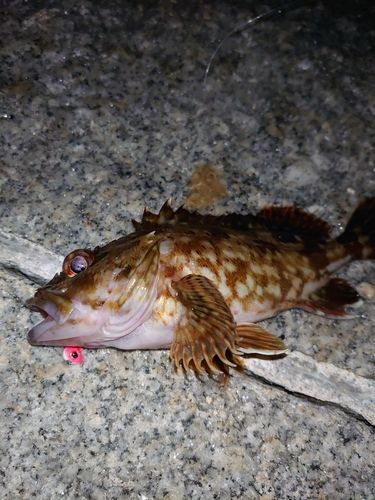 ガシラの釣果