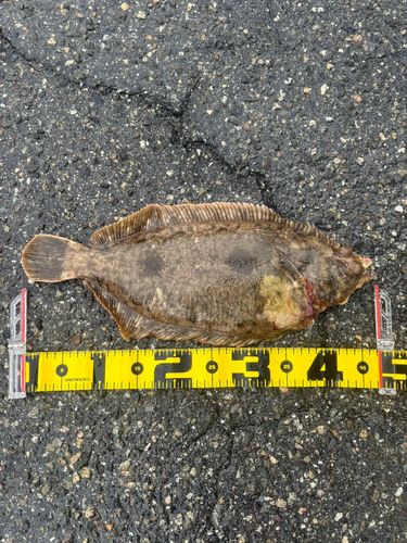 カレイの釣果