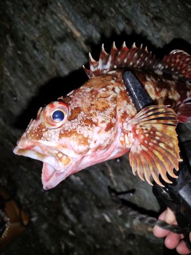 カサゴの釣果
