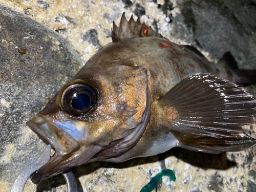 メバルの釣果
