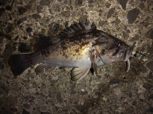 ソイの釣果