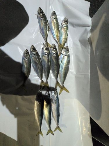 マアジの釣果