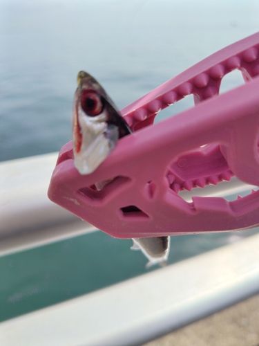 カタクチイワシの釣果