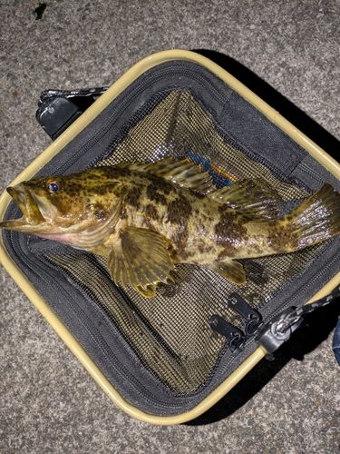 タケノコメバルの釣果