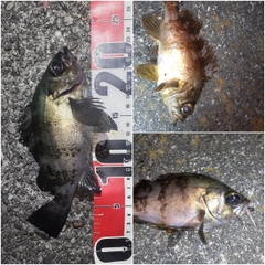 メバルの釣果
