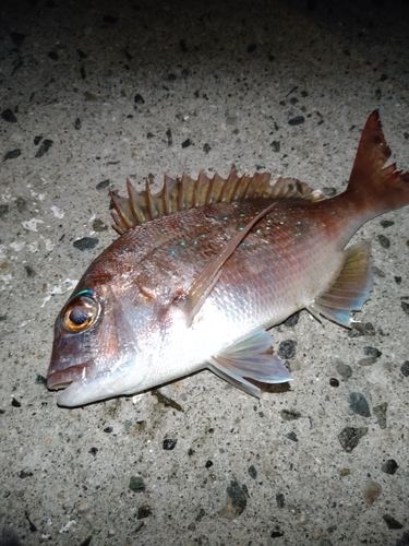 タイの釣果