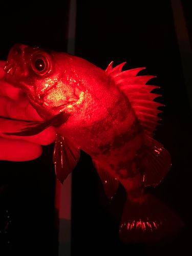 メバルの釣果