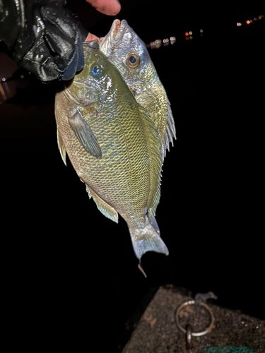 チヌの釣果