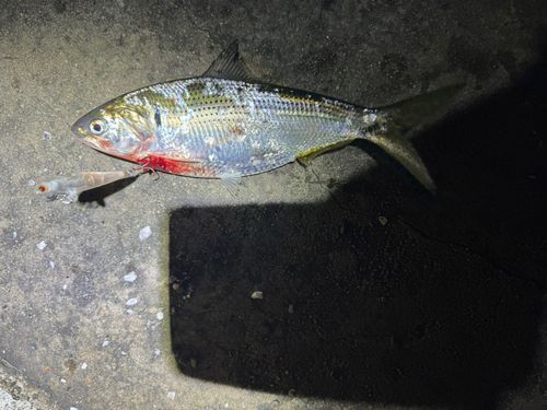 コノシロの釣果