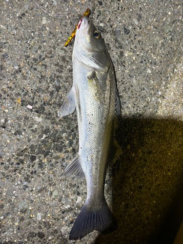 シーバスの釣果