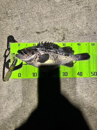 クロソイの釣果