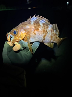 アカメバルの釣果